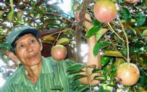 2023-03-27 20:09:28  3  Giống cây vú sữa bơ hồng Chất Lượng Cao 25,000