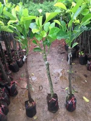 2023-03-28 20:05:28  10  Giống cây mít ruột đỏ indonesia chuẩn giống chất lượng cao 50,000