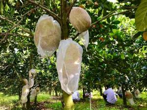2023-03-28 20:05:28  9  Giống cây mít ruột đỏ indonesia chuẩn giống chất lượng cao 50,000