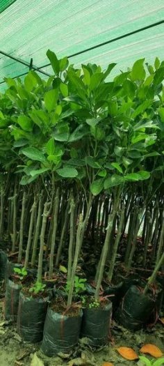 2023-03-28 20:05:28  6  Giống cây mít ruột đỏ indonesia chuẩn giống chất lượng cao 50,000