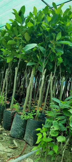 2023-03-28 20:05:28  5  Giống cây mít ruột đỏ indonesia chuẩn giống chất lượng cao 50,000