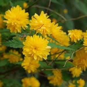 Hoàng lệ mai - kerria japonica