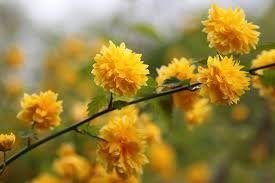 Hoàng lệ mai - kerria japonica