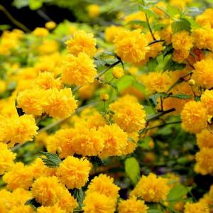 Hoàng lệ mai - kerria japonica