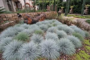 Cỏ tuyết Festuca Glauca