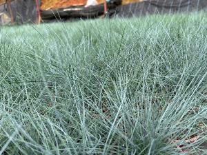 Cỏ tuyết Festuca Glauca