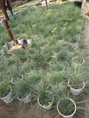 Cỏ tuyết Festuca Glauca