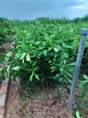 Cây Giống Bưởi Ruby Thái Lan Chuẩn Giống F1
