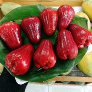 Cây Roi Đỏ ( mận an phước)