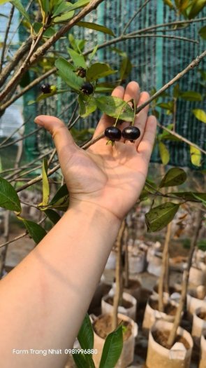 Cây cherry brazin choai sẵn trái , Cherry Brazin choai