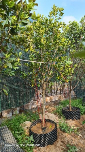 Cây cherry brazin choai sẵn trái , Cherry Brazin choai