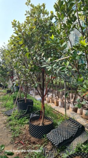 Cây cherry brazin choai sẵn trái , Cherry Brazin choai