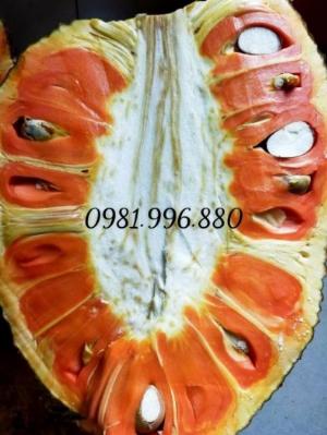 Cây Mít ruột đỏ sơ đỏ , cây mít giống ruột đỏ .