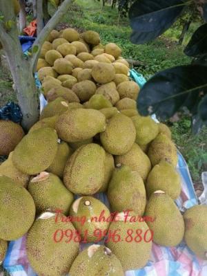 Cây Mít ruột đỏ sơ đỏ , cây mít giống ruột đỏ .