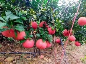 Bưởi Đỏ Luận Văn giống