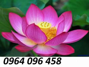 2023-05-28 10:31:39  12  Tranh gạch 3d ốp mộ - SXBB94 1,200,000