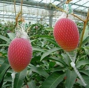 Cây xoài đỏ mặt trời , cây xoài đỏ Nhật Bản