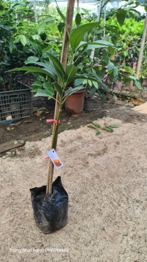 Cây xoài đỏ mặt trời , cây xoài đỏ Nhật Bản