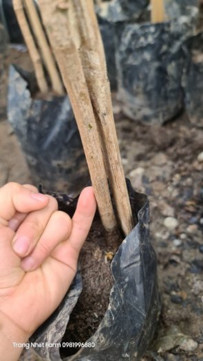 Cây xoài đỏ nhật bản , cây xoài đỏ mặt trời , cam kết chuẩn giống