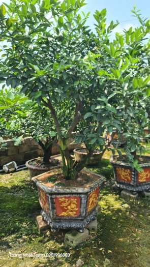 Cây chanh tứ quý to đẹp sẵn trái , cây chanh tứ thì to đẹp sẵn trái