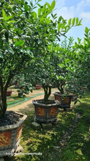 Cây chanh tứ quý to đẹp sẵn trái , cây chanh tứ thì to đẹp sẵn trái