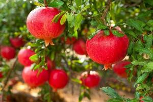 Bán cây lựu đỏ ấn độ - Chuyên cung cấp ác loại cay giống,cây ăn quả