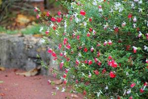Salvia ( Hotlips ) cây - sage Hàn