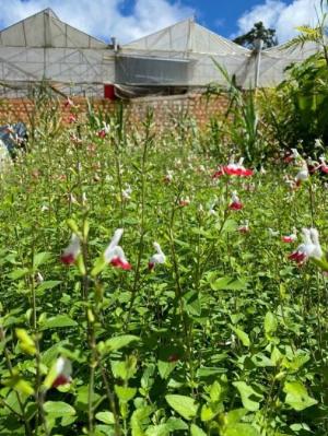 Salvia ( Hotlips ) cây - sage Hàn