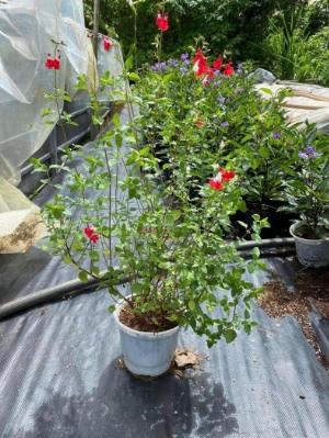 Salvia ( Hotlips ) cây - sage Hàn