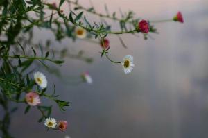 Cúc daisy - cúc rũ đổi màu