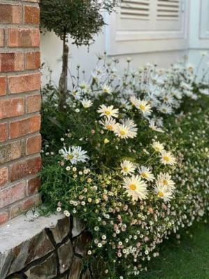 Cúc daisy - cúc rũ đổi màu