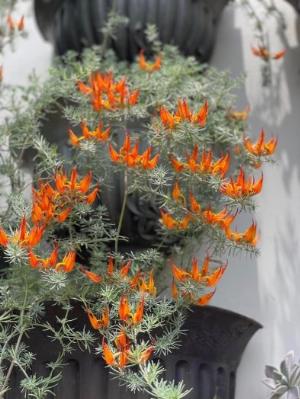 Cây mỏ vẹt - cây Phượng hoàng lửa