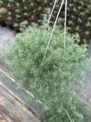 Cây mỏ vẹt - cây Phượng hoàng lửa