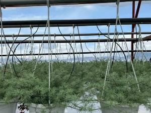 Cây mỏ vẹt - cây Phượng hoàng lửa
