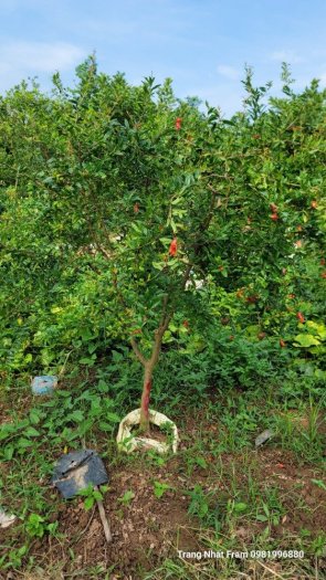 Cây lựu đỏ ấn độ choai -chuyên cung cấp cây giống chuẩn
