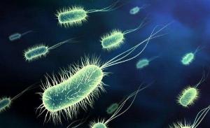 Bán men vi sinh Lactobacillus bulgaricus hỗ trợ lên men sữa chua