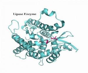 Bán enzyme Amylase, Protease, Cellulase, Lipase, Lactase