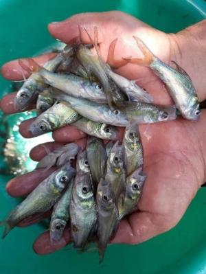 Cá hô giőng nước ngọc cần thanh lý gấp 100 ngàn con tại cö sö sản xuất cá giőng 3 minh đöng thap