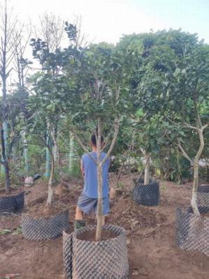 Cây bưởi đỏ luận văn choai , còn duy nhất 2 cây , cây cao 2,5m , đk 5-7 cm