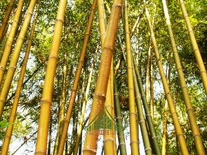 2023-10-01 17:12:11  2 Mua cây trúc vàng ở đâu? Hoàng trúc, Trúc vàng nhập từ Bali - Bamboo Việt Art Trúc vàng Bali - giá tại vườn Bình Dương, Củ Chi 320,000