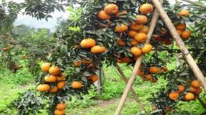 Cây cam đường canh choai -chuyên cung cấp cây giống,cây ăn trái ....