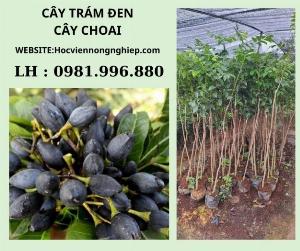 Bán cây trám đen nhỡ-bên em cam kết hàng chuẩn giống F1