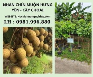 Cây nhãn chín muộn cây choai-cây cho năng suẩ cao-chất lượng