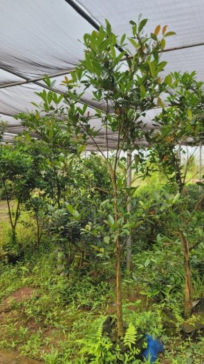 Cây cherry brazil to-chuyên cung cấp cây chuẩn giống -cây cho năng suất cao