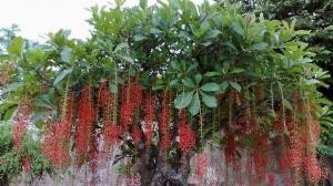 Cây lộc vừng -Cây to-cây cho siêu nhiều hoa-dáng đẹp chuẩn giống