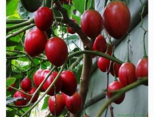 Cây cà chua thân gỗ chuẩn giống-Cây cho siêu nhiều trái