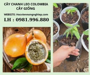 Cây chanh leo colombia-cây chuẩn giống -giá cả hợp lý