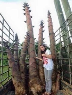 Cây tre khổng lồ thái lan -cây cho năng suất cao