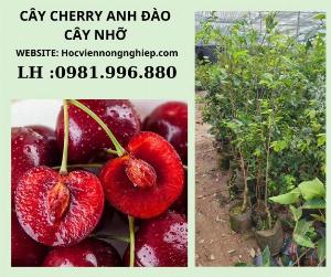 Cây cherry anh đào mỹ -Cây cho năng suất cao