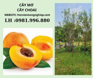 Cây mơ choai -cây cho siêu nhiều trái -năng suất cao